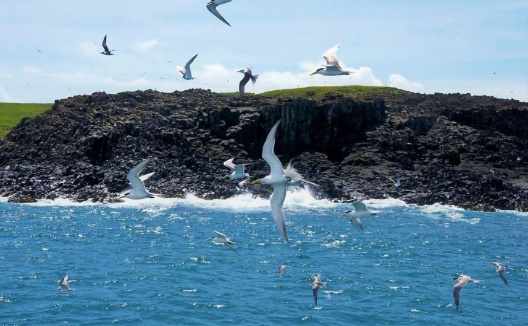 海鳥燕鷗飛舞搶食